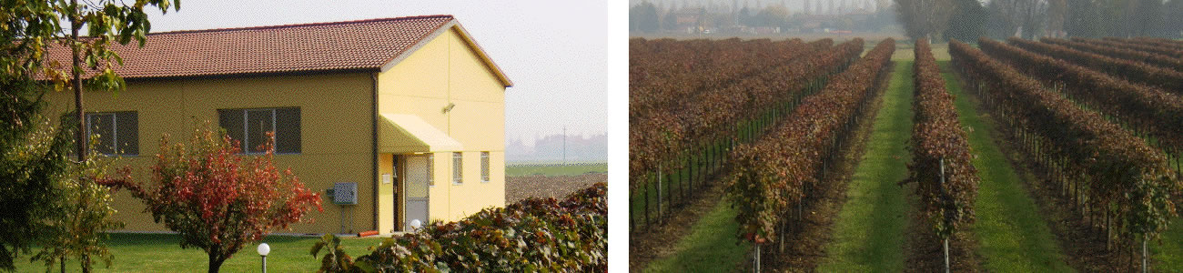 Azienda Agricola Rustichelli produzione vino lambrusco